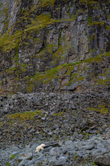Polar bear (Ursus maritimus) on land in summer, Svalbard, Norway