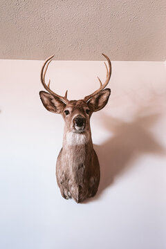 Deer Mount on Wall, Rustic Hunting Lodge Decor, Trophy Buck Head, Nature-Inspired Home