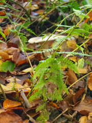 Mushrooms in the forrest , woodland.