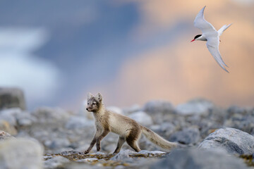 Arctic fox (Alopex lagopus) in rocky landscape, Svalbard