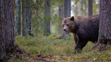 European brown bear (Ursus arctos) in forest