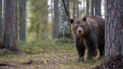 European brown bear (Ursus arctos) in forest