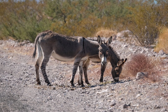 Wild Burros, mother and baby, standing together in the desert 
