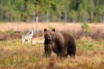 Fototapeta premium European brown bear (Ursus arctos) in autumn