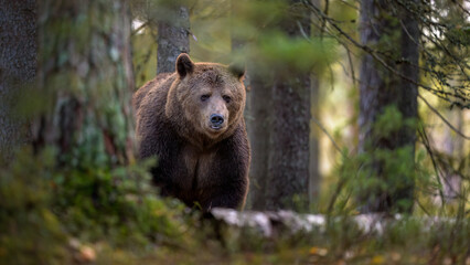 European brown bear (Ursus arctos) in forest