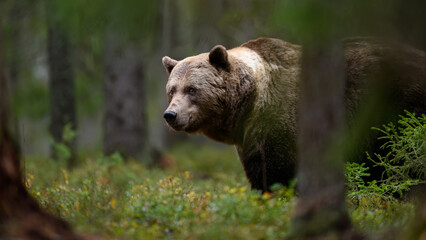Fototapeta premium European brown bear (Ursus arctos) in forest