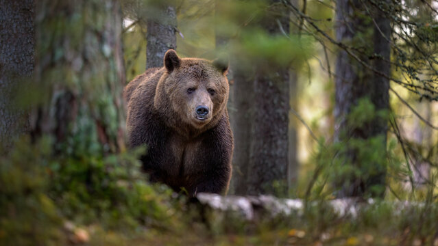 European brown bear (Ursus arctos) in forest