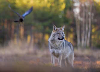 Naklejka premium Young grey wolf (Canis lupus) in autumn
