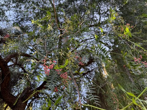 Red seeds on the branches of the Schinus molle tree. Red pepper peruvian tree Schinus molle edible seed. Pirul, American pepper, escobilla, molle del Peru, California pepper, Anacahuita or Aguaribay.