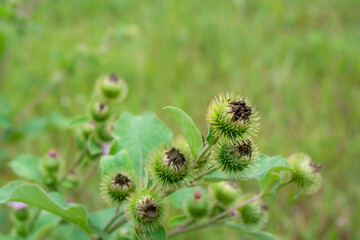 Close-up of green burdock plant with spiky seed pods captured in a lush, wild field during late spring