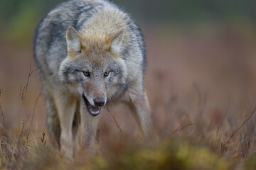 Young grey wolf (Canis lupus) in autumn