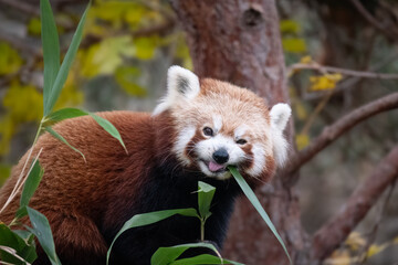 A red panda eating bamboo. © Dmytro