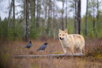 Young grey wolf (Canis lupus) in autumn