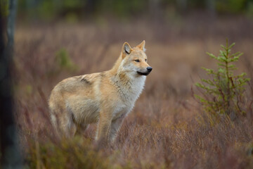 Young grey wolf (Canis lupus) in autumn