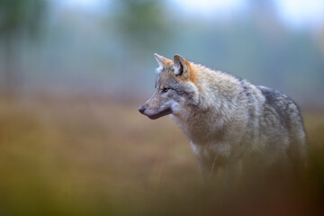 Young grey wolf (Canis lupus) in autumn