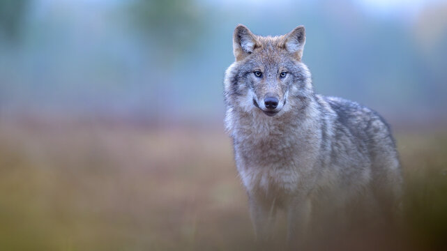 Young grey wolf (Canis lupus) in autumn