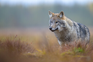 Young grey wolf (Canis lupus) in autumn