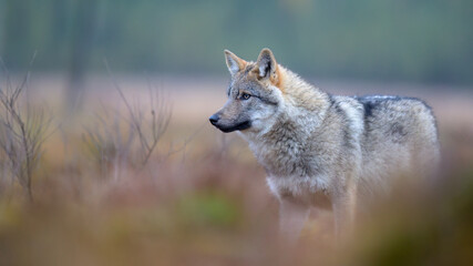 Fototapeta premium Young grey wolf (Canis lupus) in autumn