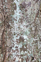 Rustic rainforest tree bark texture