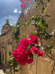 flowers in the garden