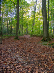 trees and leaves in forrest , woodland with sunlight 