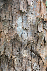 Rustic rainforest tree bark texture