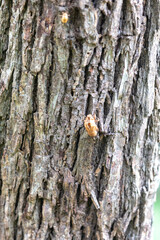 Rustic rainforest tree bark texture
