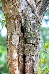 Rustic rainforest tree bark texture