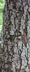 Rustic rainforest tree bark texture