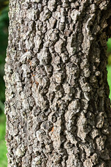 Obraz premium Rustic rainforest tree bark texture