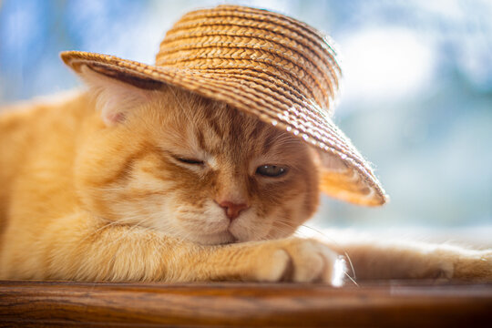 A red-haired domestic cat in a straw hat lies in the sun in summer. High quality photo