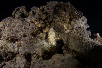 Sepia prashadi is hiding on the coral reef  in Egypt. Hooded cuttlefish during night dive in Red Sea. Abundant marine life on the coral reef. Small kind of sepia change color.