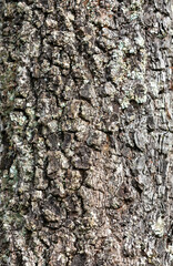 Rustic rainforest tree bark texture