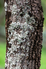 Rustic rainforest tree bark texture