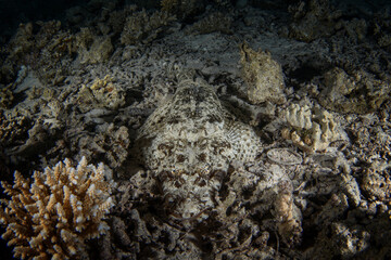 Crocodile Fish is hiding on the bottom in Egypt. Papilloculiceps longiceps during night dive. Fish who look like crocodile is hiding on the bottom. Marine life in Red sea.