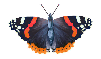 Realistic Red Admiral Butterfly Illustration Isolated on White Background