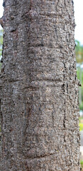 Rustic rainforest tree bark texture