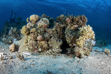 Obraz premium Greasy grouper have a rest on the bottom in Egypt. Epinephelus tauvina during dive in Red Sea. Abundant marine life on the coral reef. 
