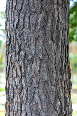 Rustic rainforest tree bark texture