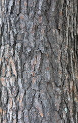 Rustic rainforest tree bark texture