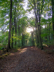 trees and leaves in forrest , woodland with sunlight 