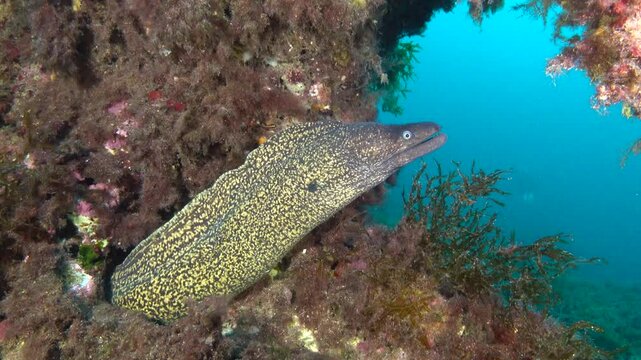 Colorful underwater scene - Moray eel near a sea urchin