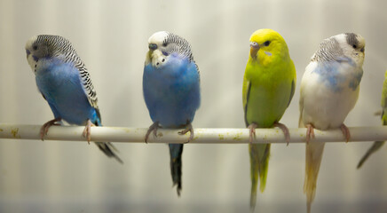 Variegated multi-colored budgerigars birds sit in a row on a stick