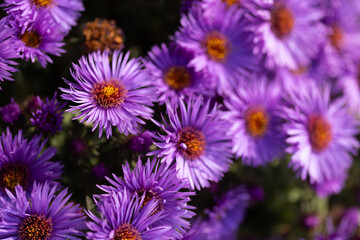 Blue flowers, lots of blue and purple bush flowers, daisies or chrysanthemums