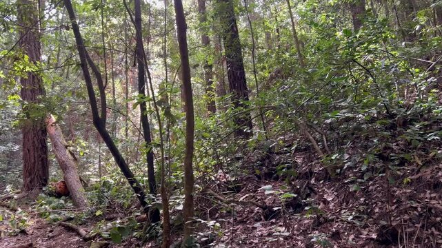 Bosques y senderos en Tenerife, Islas Canarias