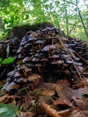 Mushrooms in the forrest , woodland.