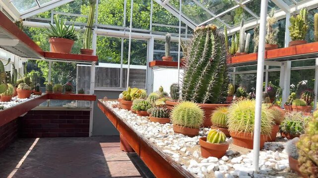 In bright glass greenhouse, rows of cactus plants flourish under sunlight. Greenhouse hosts diverse cactus collection, each cactus unique in form and color, creating striking desert oasis indoors