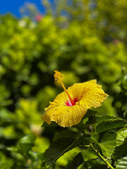 Yellow hibiskus of the summer © encikeke