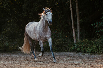 Obraz premium Udidor