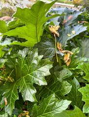 Fresh philodendron leaves with detailed venation in natural light